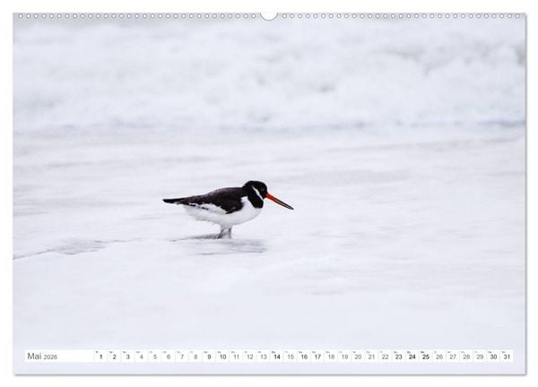 Produktbild: Helgoland - Das Leben auf der D&uuml;ne Helgolands (hochwertiger Premium Wandkalender 2026 DIN A2 quer), Kunstdruck in Hochglanz