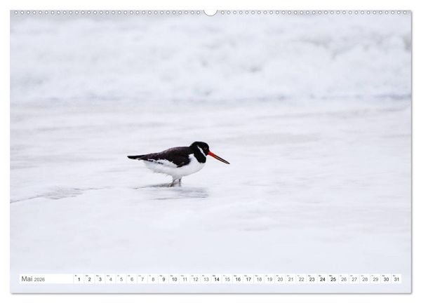 Produktbild: Helgoland - Das Leben auf der D&uuml;ne Helgolands (Wandkalender 2026 DIN A2 quer), CALVENDO Monatskalender