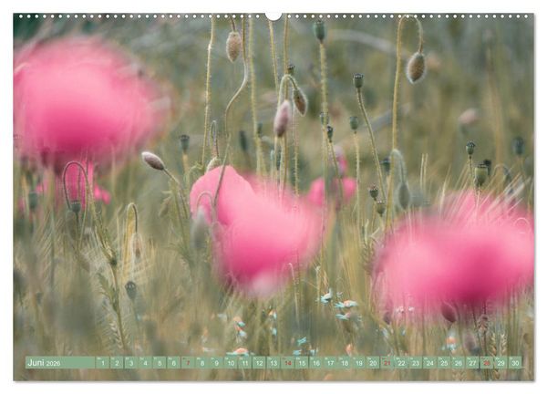 Produktbild: Mohnblumen - Fotografie mit Magie (hochwertiger Premium Wandkalender 2026 DIN A2 quer), Kunstdruck in Hochglanz