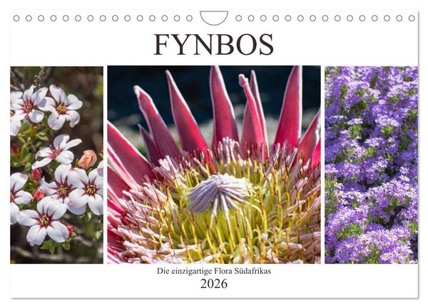 Produktbild: Fynbos - Die einzigartige Flora S&uuml;dafrikas (Wandkalender 2026 DIN A4 quer), CALVENDO Monatskalender