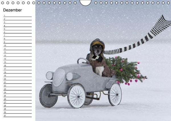 Produktbild: Jack Russell Terrier - Ein Verwandlungsk&uuml;nstler namens Jake / Geburtstagskalender (Wandkalender immerw&auml;hrend DIN A4 quer)