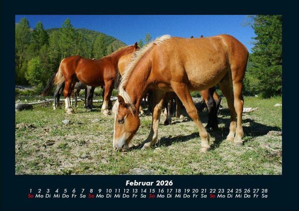 Produktbild: Pferdetraum 2026 Fotokalender DIN A4