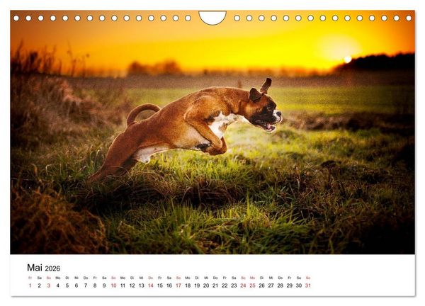 Produktbild: Deutscher Boxer (Wandkalender 2026 DIN A4 quer), CALVENDO Monatskalender