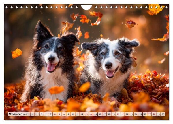 Produktbild: Border Collie - Magische Augenblicke (Wandkalender 2027 DIN A4 quer), CALVENDO Monatskalender