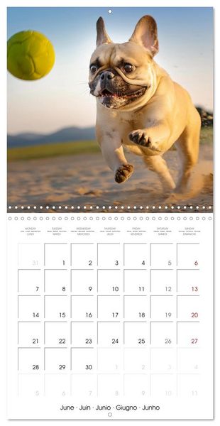 Produktbild: French Bulldogs in play frenzy (Wall Calendar 2027 12 &times; 12 Inch) CALVENDO 12 Month Wall Calendar