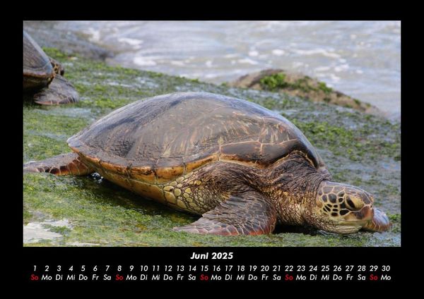 Produktbild: Schildkr&ouml;tenzauber 2025 Fotokalender DIN A3