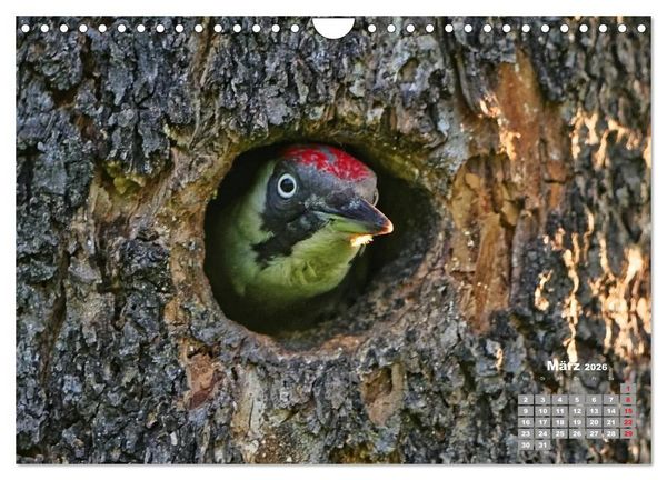 Produktbild: Echte Spechte (Wandkalender 2026 DIN A4 quer), CALVENDO Monatskalender