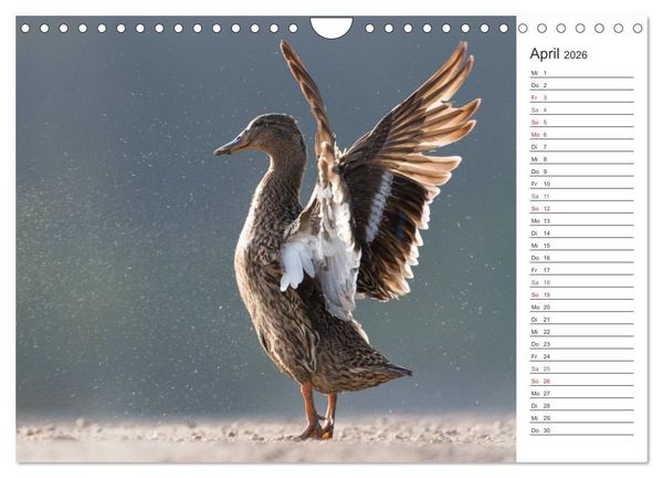 Produktbild: Emotionale Momente: Die Stockente. (Wandkalender 2026 DIN A4 quer), CALVENDO Monatskalender