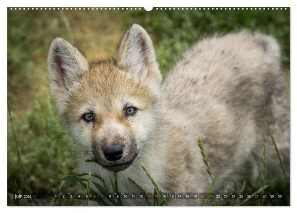 Produktbild: Les p'tits loups gris (Calendrier mural 2026 DIN A2 vertical) calendrier de bureau