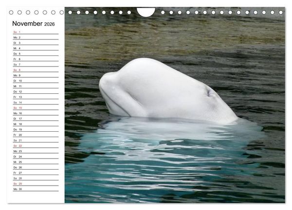 Produktbild: Wale. Kolosse der Meere (Wandkalender 2026 DIN A4 quer), CALVENDO Monatskalender