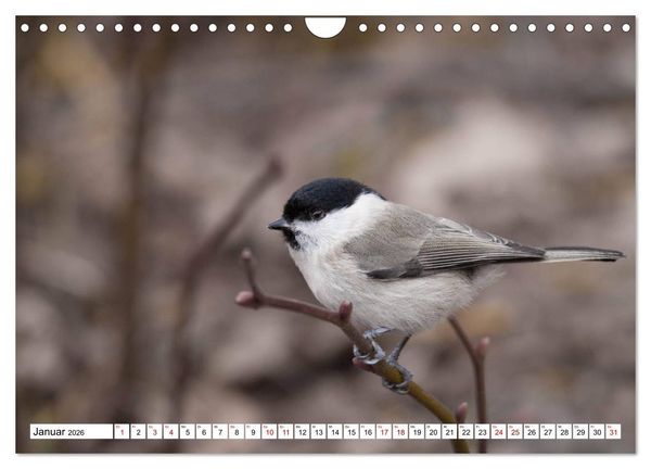 Produktbild: Sch&ouml;nheiten im Federkleid - Heimische Wildv&ouml;gel im Portrait (Wandkalender 2026 DIN A4 quer), CALVENDO Monatskalender