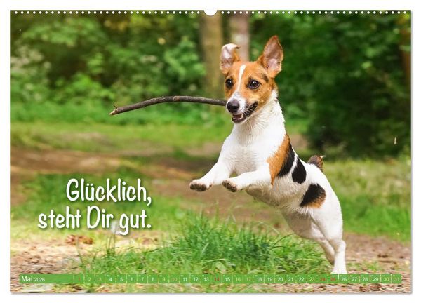 Produktbild: Jack Russell Terrier: Komm spielen (hochwertiger Premium Wandkalender 2026 DIN A2 quer), Kunstdruck in Hochglanz