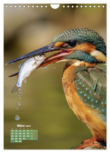 Produktbild: Bunte Eisv&ouml;gel (Wandkalender 2027 DIN A4 hoch), CALVENDO Monatskalender