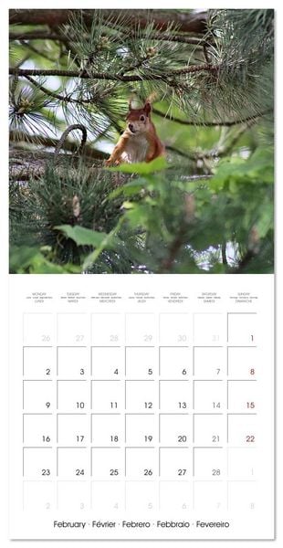 Produktbild: WILD GARDEN ANIMALS (Wall Calendar 2026 12 &times; 12 Inch) CALVENDO 12 Month Wall Calendar