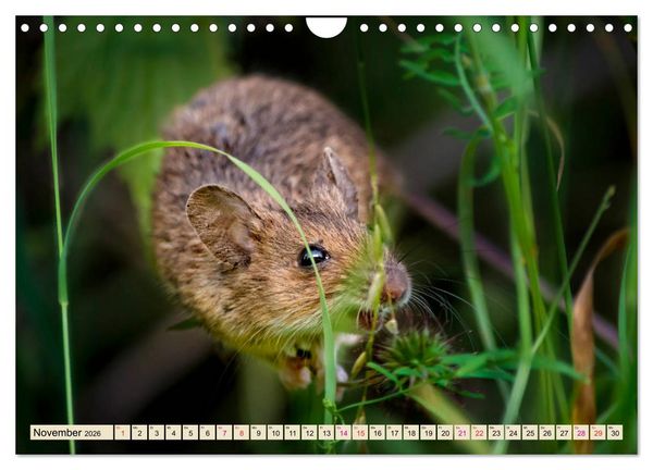 Produktbild: Kleiner Nager - Maus (Wandkalender 2026 DIN A4 quer), CALVENDO Monatskalender