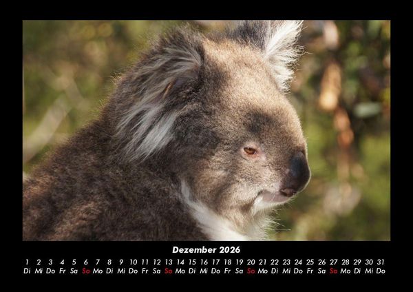 Produktbild: Koala 2026 Fotokalender DIN A3