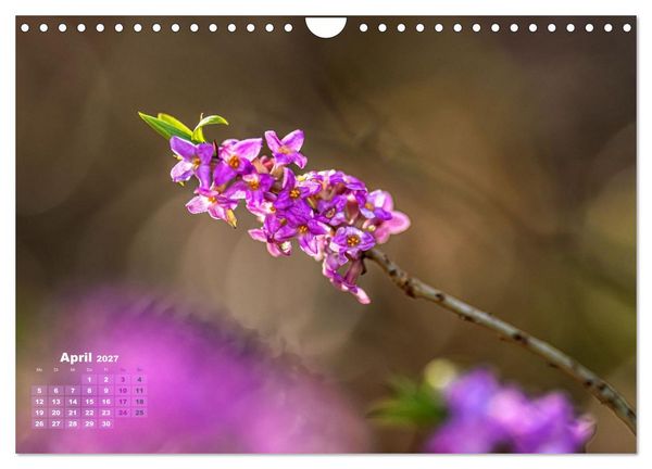 Produktbild: Waldspazierg&auml;nge: Entspannen - Kraft tanken - Besinnen auf sich selbst (Wandkalender 2027 DIN A4 quer), CALVENDO Monatskalender