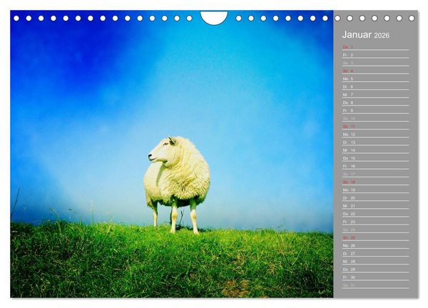 Produktbild: AUF DEM DEICH (Wandkalender 2026 DIN A4 quer), CALVENDO Monatskalender