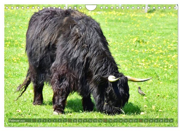 Produktbild: Eifeler Kuhwiesen (Wandkalender 2026 DIN A4 quer), CALVENDO Monatskalender