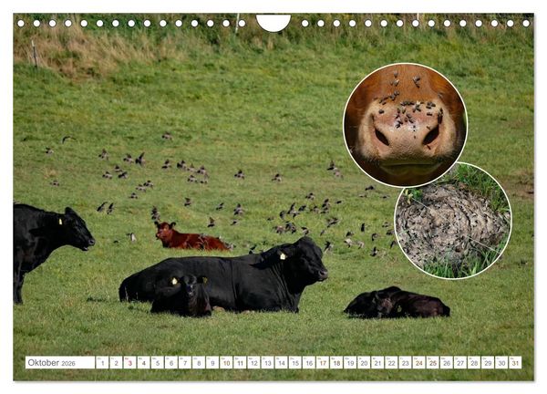 Produktbild: Weidetiere - Landschaftsgestalter seit Jahrhunderten (Wandkalender 2026 DIN A4 quer), CALVENDO Monatskalender