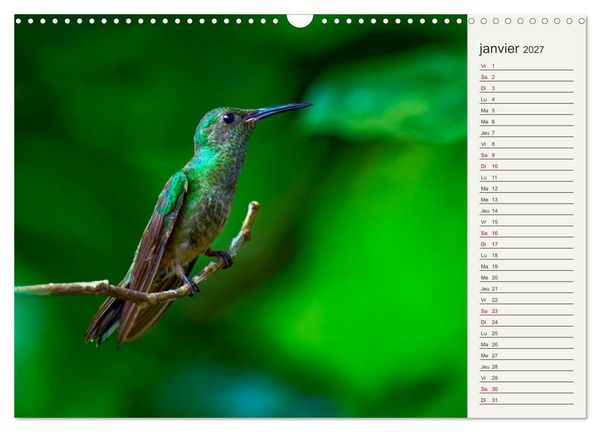 Produktbild: Colibris &ndash; &eacute;clats de nature (Calendrier mural 2027 DIN A3 vertical), CALVENDO calendrier mensuel