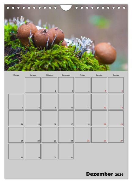 Produktbild: Quer durch die Pilze (Wandkalender 2026 DIN A4 hoch), CALVENDO Monatskalender