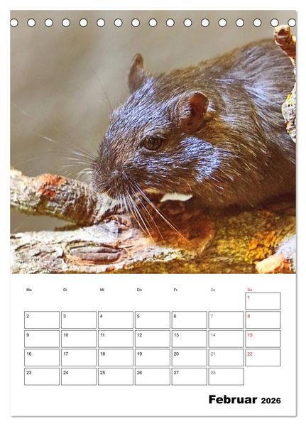 Produktbild: Mongolische Rennm&auml;use (Tischkalender 2026 DIN A5 hoch), CALVENDO Monatskalender