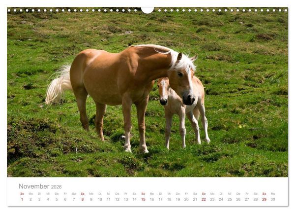 Produktbild: Pferde - Hobby und Leidenschaft (Wandkalender 2026 DIN A3 quer), CALVENDO Monatskalender