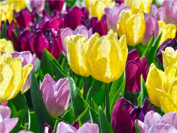 Produktbild: CALVENDO Puzzle Naher Tulpenzauber 1000 Teile Lege-Gr&ouml;&szlig;e 64 x 48 cm Foto-Puzzle Bild von Marion Meyer@Stimmungsbilder1