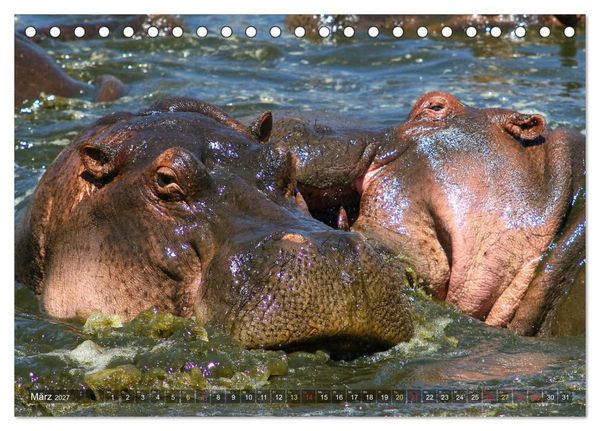 Produktbild: Hippos - Begegnungen in Afrika (Tischkalender 2027 DIN A5 quer), CALVENDO Monatskalender