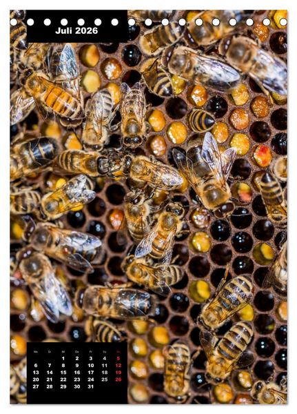 Produktbild: Bienen in ihrem geheimen Reich (Tischkalender 2026 DIN A5 hoch), CALVENDO Monatskalender
