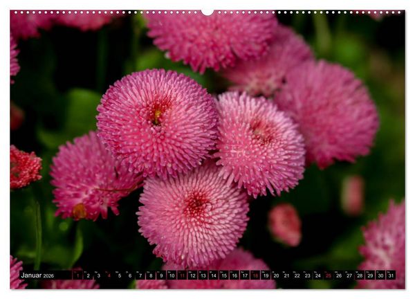Produktbild: Kleine Blumen ganz gro&szlig; (hochwertiger Premium Wandkalender 2026 DIN A2 quer), Kunstdruck in Hochglanz