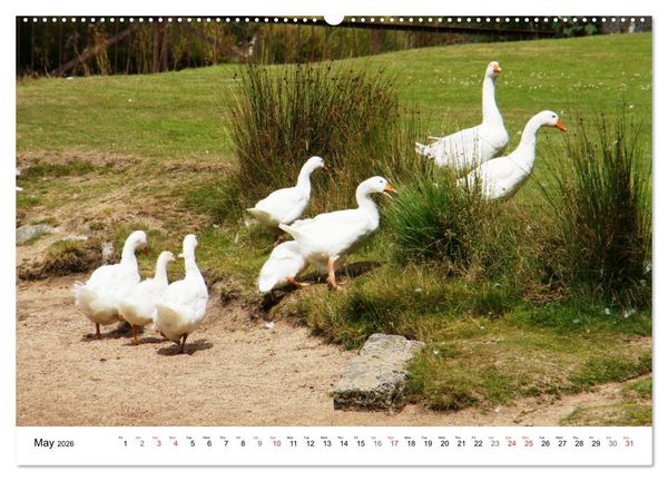 Produktbild: Charming - Mystic Devon Dartmoor, South England (High Quality Premium Wall Calendar 2026 DIN A2 landscape),CALVENDO 12 Month Wall Calendar