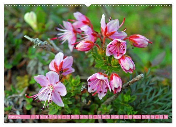 Produktbild: Meine sch&ouml;nsten Alpenblumen (Wandkalender 2026 DIN A2 quer), CALVENDO Monatskalender