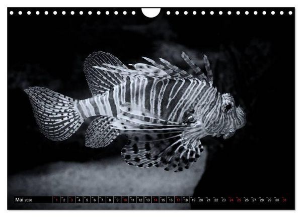 Produktbild: Meerestiere Bilder in Schwarz Weiss (Wandkalender 2026 DIN A4 quer), CALVENDO Monatskalender