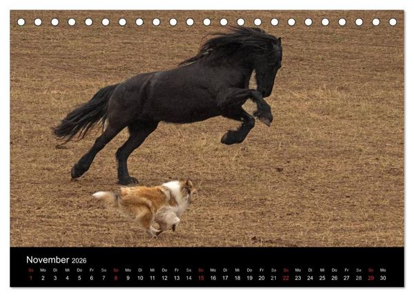 Produktbild: Ziva und ihre Freunde (Tischkalender 2026 DIN A5 quer), CALVENDO Monatskalender