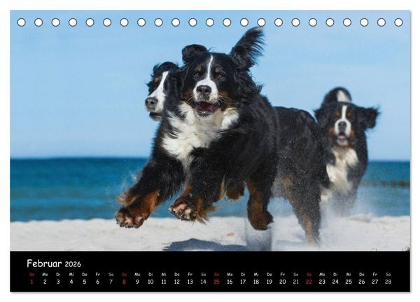 Produktbild: Berner Sennenhund 2026 (Tischkalender 2026 DIN A5 quer), CALVENDO Monatskalender