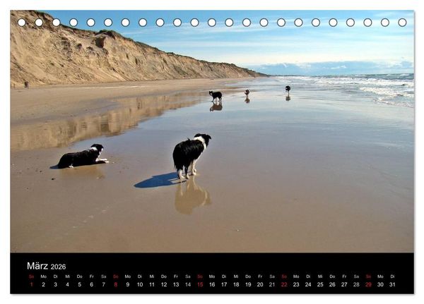 Produktbild: Border Collies machen Urlaub in D&auml;nemark (Tischkalender 2026 DIN A5 quer), CALVENDO Monatskalender