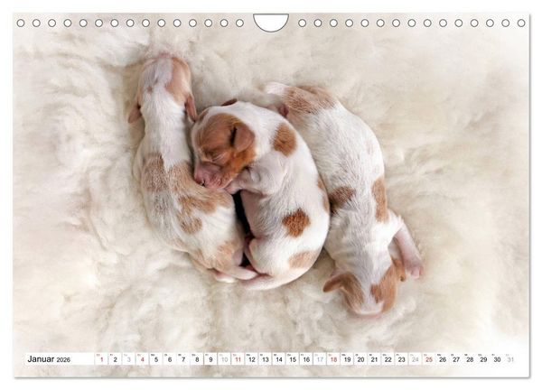 Produktbild: Irish Red and White Setter Welpen (Wandkalender 2026 DIN A4 quer), CALVENDO Monatskalender