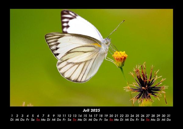 Produktbild: Bunte Pracht der Schmetterlinge 2025 Fotokalender DIN A3