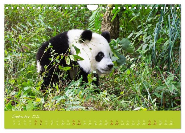 Produktbild: Der Gro&szlig;e Panda Ein kuscheliger Geselle (Wandkalender 2026 DIN A4 quer), CALVENDO Monatskalender