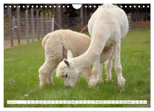 Produktbild: Unvergessliche Begegnungen mit Alpakas (Wandkalender 2026 DIN A4 quer), CALVENDO Monatskalender
