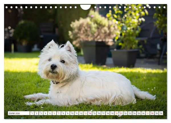 Produktbild: West Highland White Terrier - Your charming companion (Wall Calendar 2026 DIN A4 landscape), CALVENDO 12 Month Wall Calendar