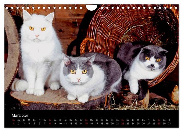 Produktbild: Katzen (Wandkalender 2026 DIN A4 quer), CALVENDO Monatskalender
