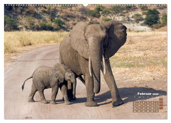 Produktbild: Afrikas Tierwelt: Elefantenbabys (Wandkalender 2026 DIN A2 quer), CALVENDO Monatskalender