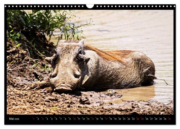 Produktbild: S&Uuml;DAFRIKA Augenblicke (Wandkalender 2026 DIN A3 quer), CALVENDO Monatskalender