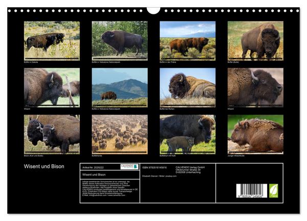 Produktbild: Wisent und Bison (Wandkalender 2026 DIN A3 quer), CALVENDO Monatskalender