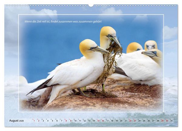 Produktbild: Insel Gedanken (Wandkalender 2026 DIN A2 quer), CALVENDO Monatskalender