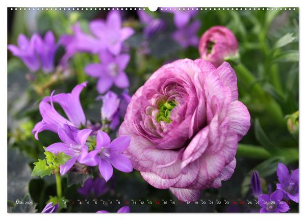 Produktbild: Ranunkeln (Wandkalender 2026 DIN A2 quer), CALVENDO Monatskalender