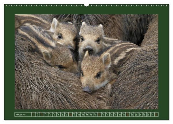 Produktbild: Schweinkram - Die Wildschweine sind los (hochwertiger Premium Wandkalender 2027 DIN A2 quer), Kunstdruck in Hochglanz